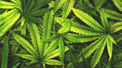 2025年の大麻市場を、トレンド、課題、成長機会、そして北米地域の詳細な分析に基づいた詳細なインサイトとともに探ります。主要な調査結果を今すぐご確認ください。