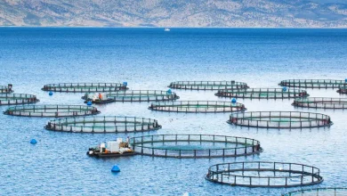 最新の2025年水産養殖市場調査では、画期的なトレンドと機会が明らかにされています。競合他社に先駆けて、リアルタイムの業界データ、価格分析、専門家の予測にアクセスできます。