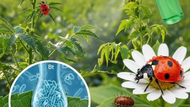 世界のバイオ農薬市場の包括的な分析をご覧ください。2025年から2035年にかけて持続可能な作物保護と有機農業の未来を形作る主要な推進要因、トレンド、課題、そして地域ごとの洞察をご覧ください。